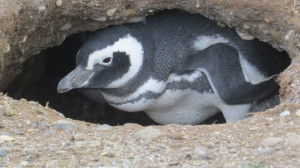 Magellanic penguin's nest