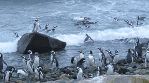 Magellanic penguins in the waves