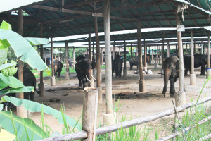 Elephant in Camp in Chiang Mai Province, Thailand. This facility proved to be home to seven illegally caught wild elephants