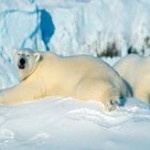 Polar Bear, Norway