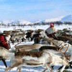 Reindeer in Norway - wildlife safaris in Norway
