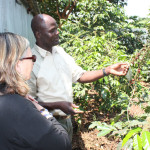 Coffee plants in small farm in Kenya