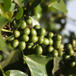Coffee beans waiting to ripen in Kenya