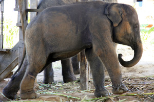 Young wild elephant at a holding camp on the Thai-Myanmar border