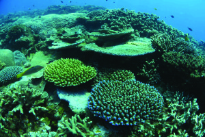 Globally around 500 million people are dependent on coral reefs for food or income. Community managed protected areas are vital for protecting fisheries and safeguarding marine biodiversity. (Credit: Blue Ventures / Garth Cripps)