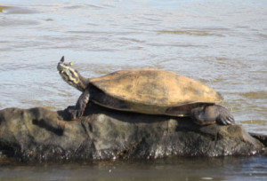 Argentine turtle