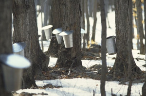 Maple buckets collecting the water