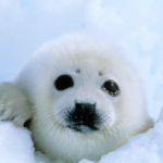 Seal - photo courtesy of IFAW