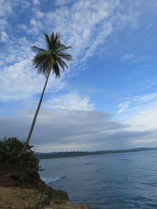 Puerto Viejo Palm Tree