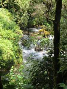 River Trees in Costa Rica