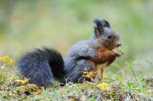 Black red squirrel Copyright Alamy
