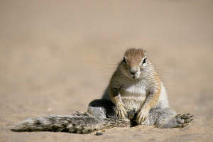 Cap ground squirrel Copyright Alamy