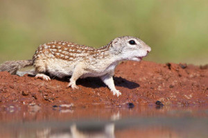 Mexican ground squirrel