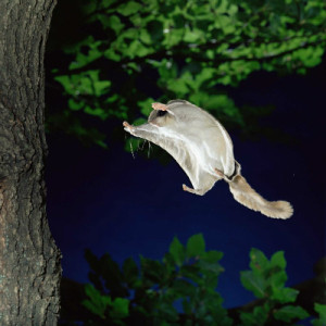 Southern flying squirrel