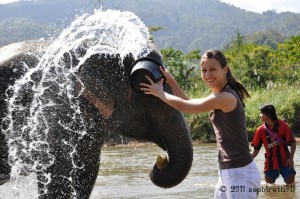 Bathing an elephant
