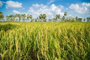 Rice fields, Thailand