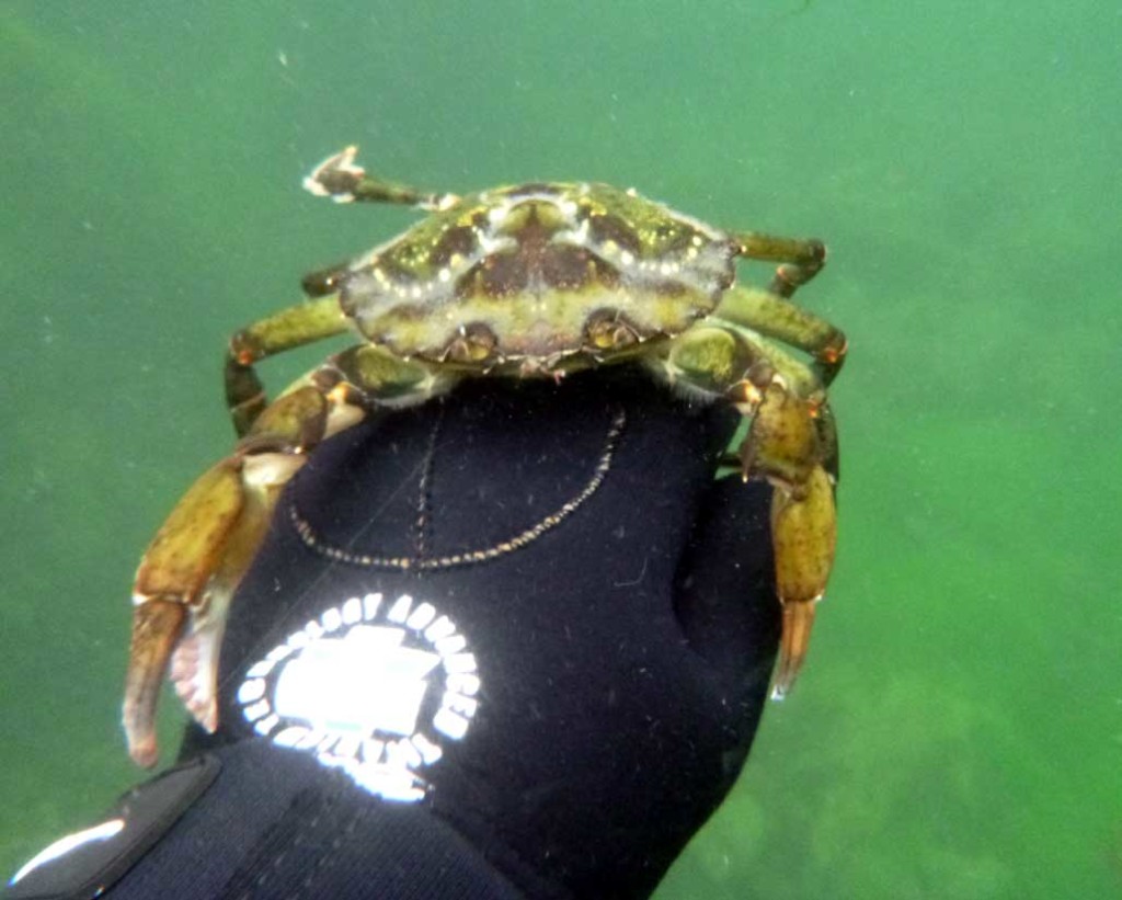 Crab at Loch Skipport