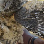Hadzabe - killing an owl