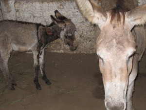 Sad Donkeys in India_PETA owns