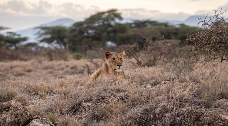 p-animal-lion-africa
