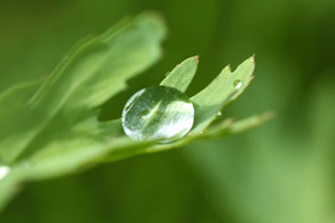 p-droplet-leaf-rain