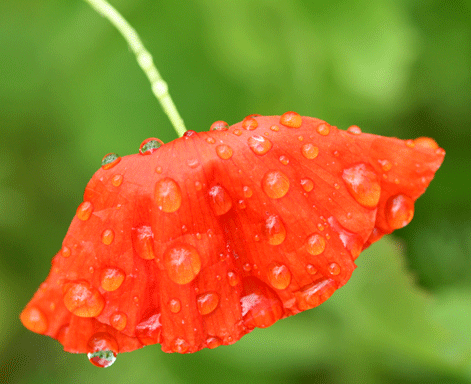 p-poppy-rain-flower