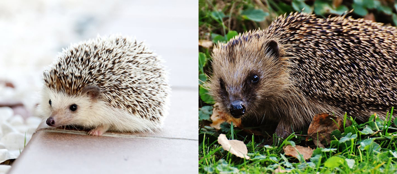 P-hedgehogs-African pygmy-West-European
