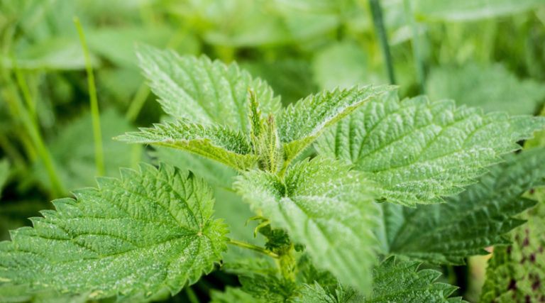 NETTLES ARE DELICIOUS – passion for fresh ideas