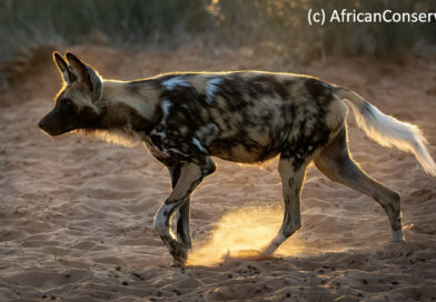 AFRICAN WILD DOG