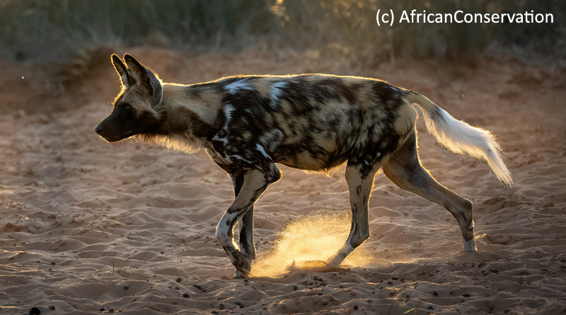 AFRICAN WILD DOG