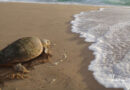 PROTECTING TURTLES – TOURISM LENDS A HAND IN SOUTH AFRICA