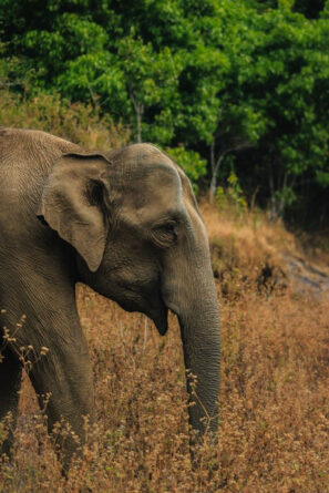 elephant in wild - image SABIK NISAM