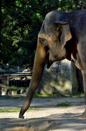 elephant in zoo - image Jirí Mikoláš