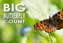 BIG BUTTERFLY COUNT 2026 BIG BUTTERFLY COUNT 2026