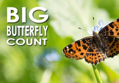 BIG BUTTERFLY COUNT 2026 BIG BUTTERFLY COUNT 2026