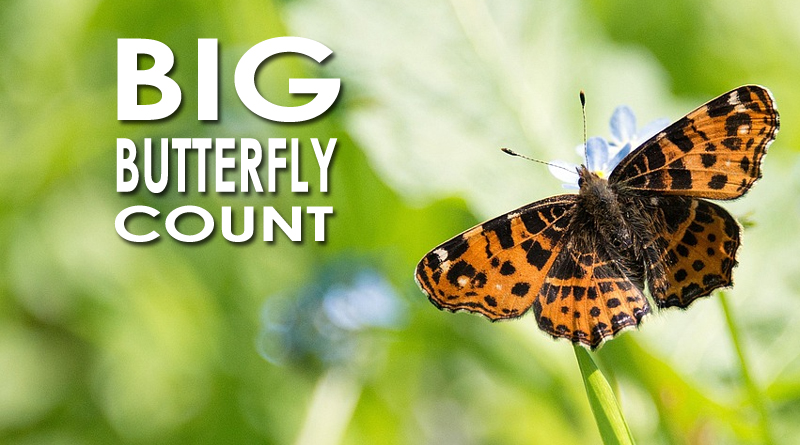 BIG BUTTERFLY COUNT 2026 BIG BUTTERFLY COUNT 2026
