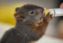 DIFFICULT CHOICES AROUND WILD ANIMAL WELLBEING