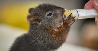 DIFFICULT CHOICES AROUND WILD ANIMAL WELLBEING DIFFICULT CHOICES AROUND WILD ANIMAL WELLBEING