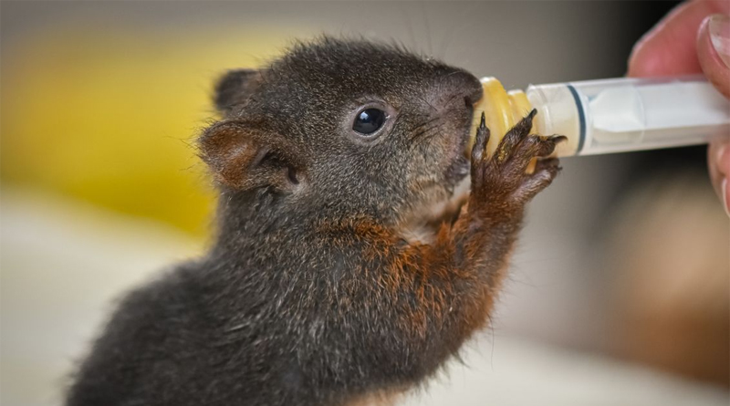 DIFFICULT CHOICES AROUND WILD ANIMAL WELLBEING DIFFICULT CHOICES AROUND WILD ANIMAL WELLBEING